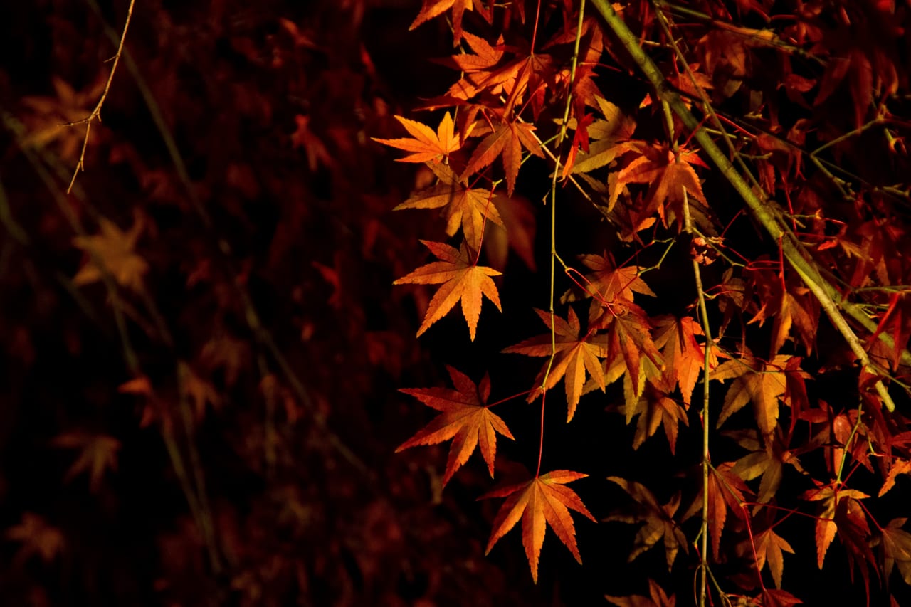 京都市動物園で9月19日(土)から秋の夜間開園が開始