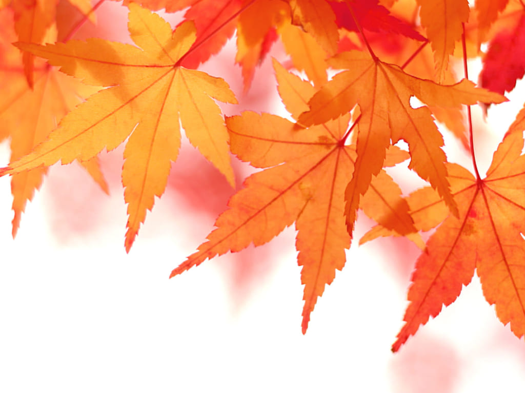 瑠璃光院の秋の特別拝観は10月1日(木)～12月20日(日)まで開催