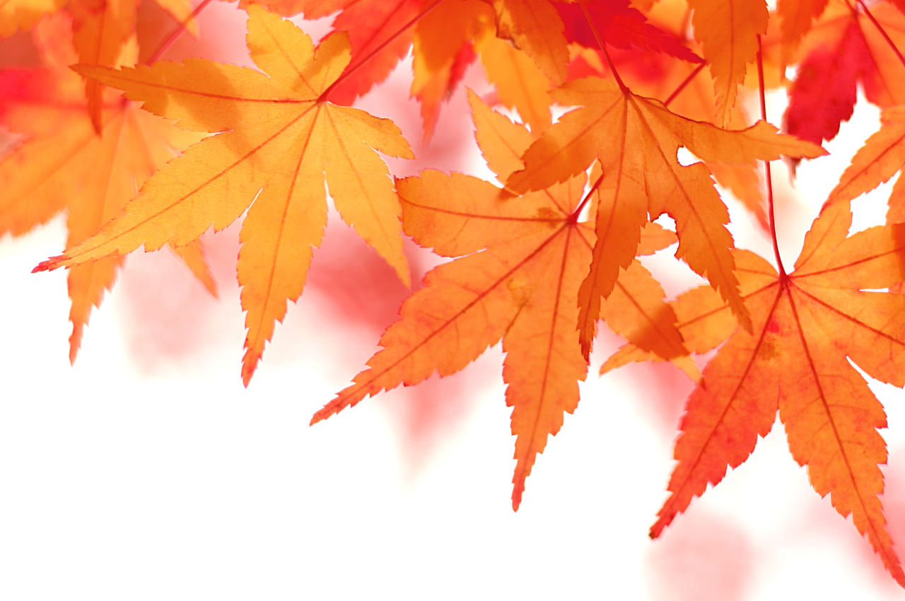瑠璃光院の秋の特別拝観は10月1日(木)～12月20日(日)まで開催