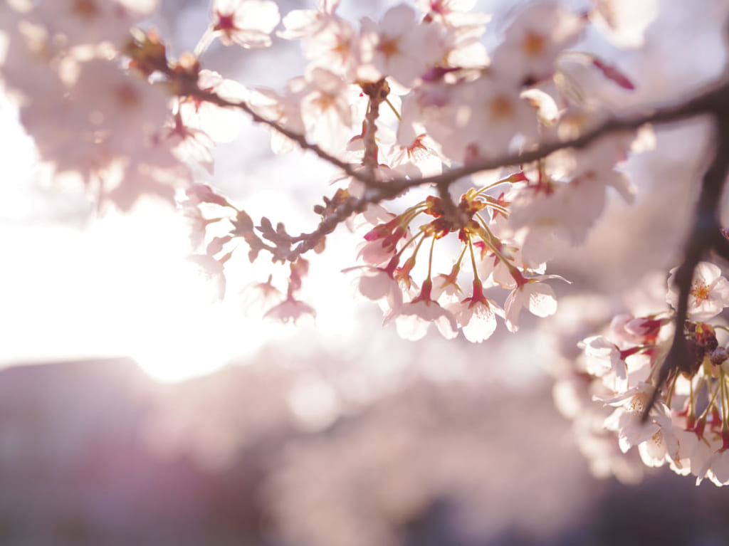 実光院で不断桜が咲き始めています