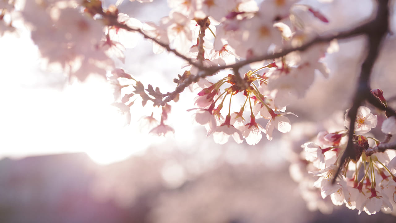 実光院で不断桜が咲き始めています