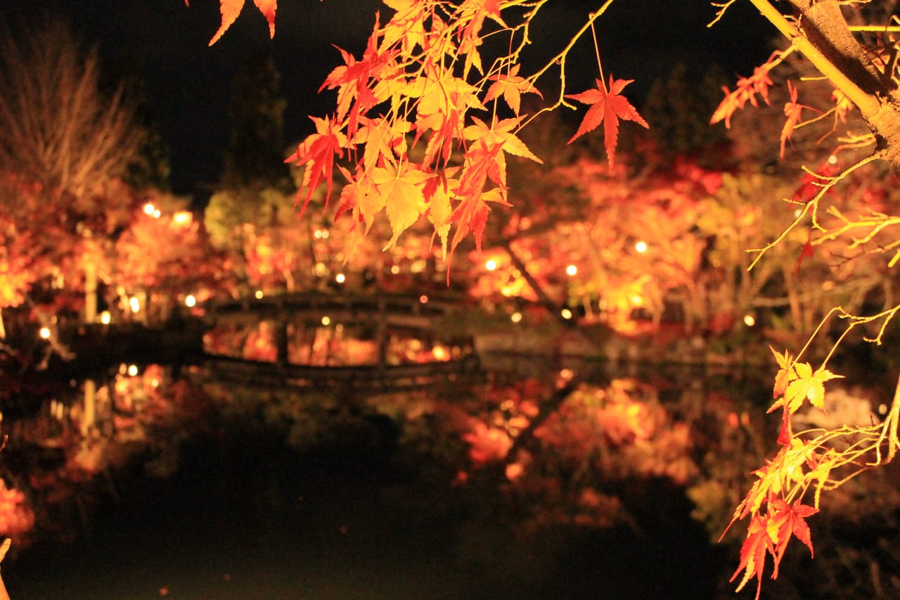 永観堂禅林寺が2020年11月7日～12月6日まで秋の夜間ライトアップ