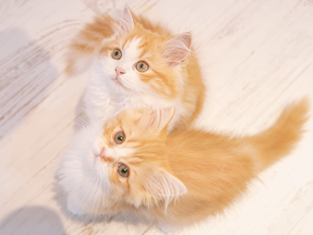 浄土寺の喫茶「迷子」で猫雑貨展覧会「迷子の仔猫ちゃん」が2020年12月27日まで開催中